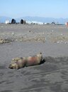 宜蘭海邊見死豬　網友驚：對岸飄來的嗎