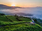 茶鄉發光！坪林獲選「全球百大綠色旅遊目的地」