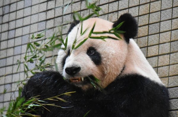 大貓熊「團團」裝牙套，創下世界首例。台北市立動物園提供