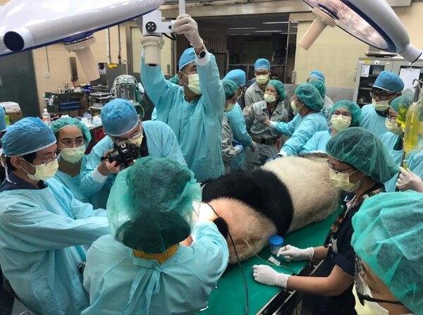 台北市立動物園聯繫醫療顧問團隊，共同為「團團」進行緊急的牙齒檢查及處理。台北市立動物園提供