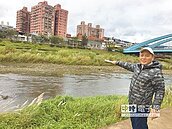 工廠疑偷排汙　三峽河死魚翻肚惡臭沖天