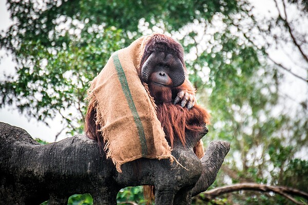保育員拍下紅毛猩猩披毛毯的可愛畫面。台北市立動物園提供