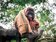 跨年連假可以追雪去　動物園紅毛猩猩早已披上麻布袋