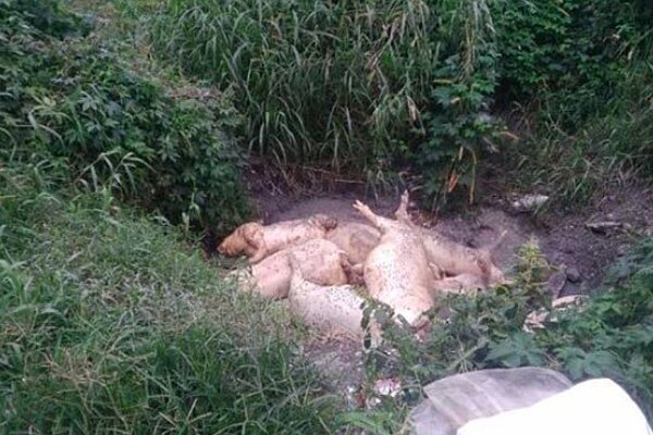 花蓮 病死豬 翻攝爆料公社