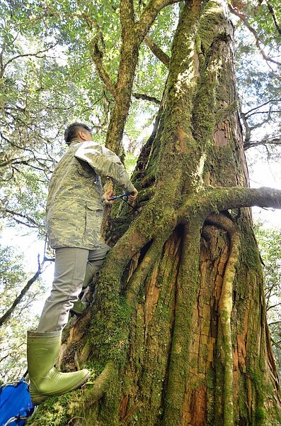 台東林管處深山特遣隊員進行檜木丈量記錄工作。圖/台東林管處提供