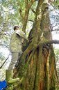 驚喜！林務局特遣隊在大浦山發現上百紅檜巨木群