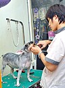 寵物險聚焦他人損傷　保障飼主與寵物