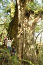 深山巡護　台東大浦山發現上百株紅檜巨木群