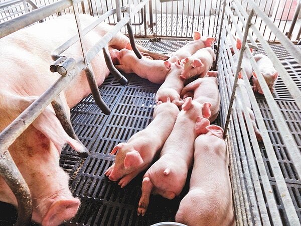 豬隻飼養。圖/聯合報系資料照