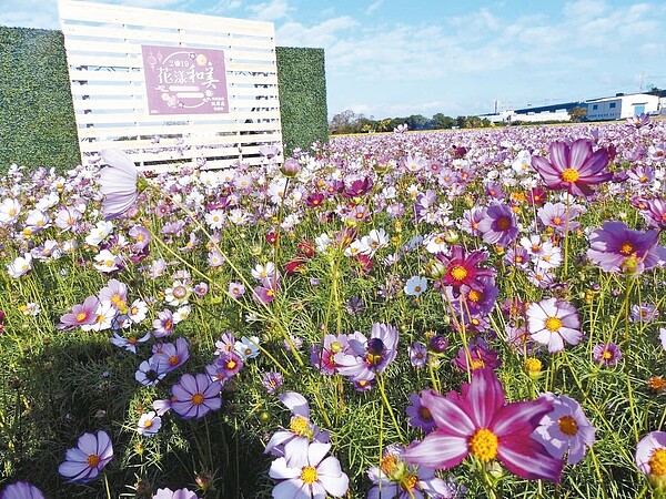從國道3號下和美交流道,映入眼簾是約14公頃竹圍花田,繽紛花朵迎風搖曳,美不勝收。 記者劉明岩/攝影