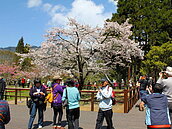 2013阿里山櫻花季　設臨時郵局送好康