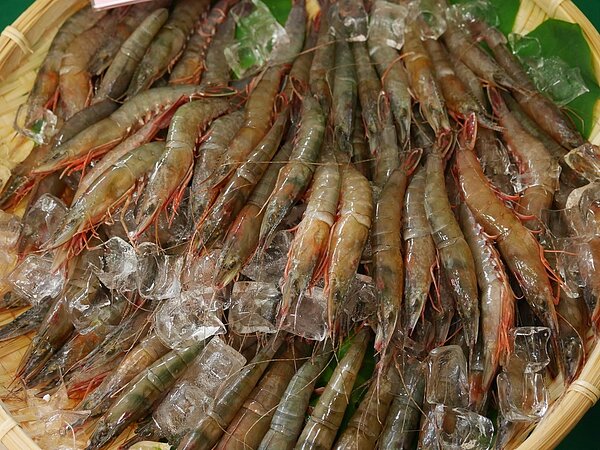 陳傳文說,劍蝦有它特別的甜味,肉質Q彈,不是養殖的白蝦可取代。 記者吳淑君/攝影