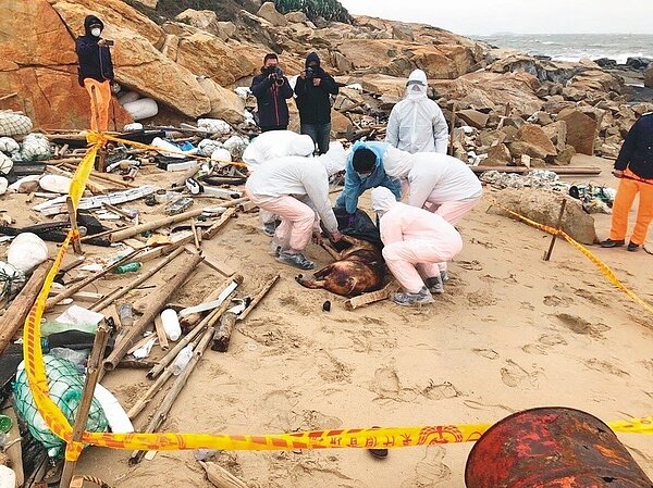 金門海邊2018年12月31日驚現漂流死豬。 圖/金門岸巡總隊提供