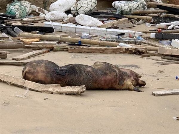 金門田浦海岸去年底發現1頭飄流上岸死亡豬隻。（防檢局提供）
