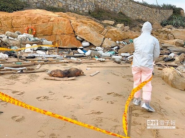 海巡署岸巡隊107年12月31日在金門金沙鎮沙灘發現一隻死亡豬隻，隨即封鎖現場，並通報金門縣動植物防疫所等單位前往處理。（金門岸巡隊提供）
