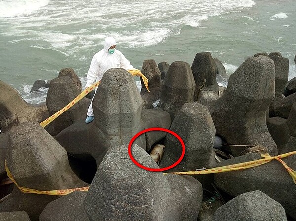 非洲豬瘟 沙珠灣。圖/好房網翻攝