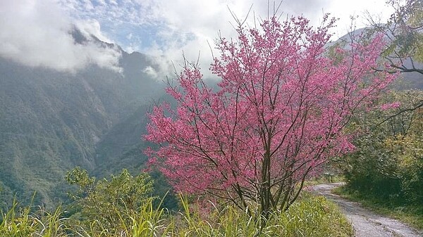 屏東縣霧台鄉最吸睛的「櫻花王」預計一月下旬陸續綻放。 圖／霧台鄉公所提供
