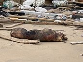 登錄每隻豬醫療紀錄　嚴加控管