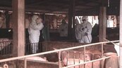 防堵非洲豬瘟　金門縣府本月上旬將全面禁用廚餘養豬