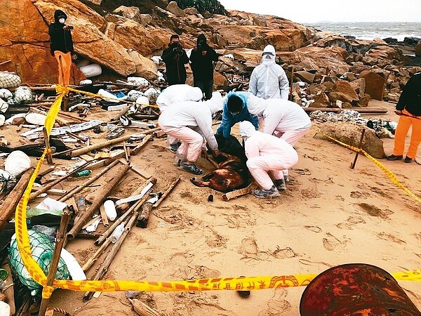 金門海邊去年底驚現漂流死豬,確認感染非洲豬瘟。圖/金門岸巡總隊提供