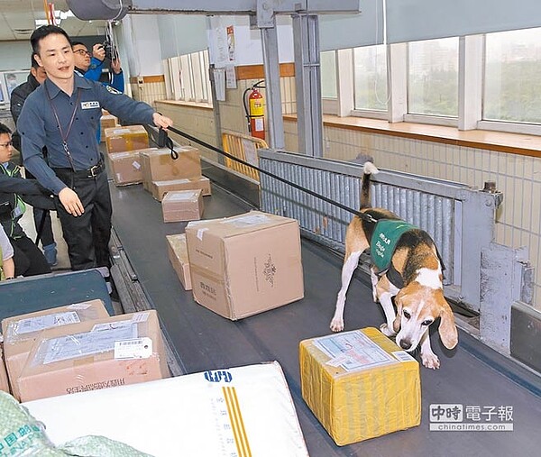為防堵大陸非洲豬瘟疫情傳入,中華郵政公司將來自疫區的郵件集中管理且隔離搬運,透過檢疫犬協助找尋是否有肉製品。(陳君瑋攝)