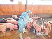不滿禁止廚餘養豬　豬農9日擬北上陳抗