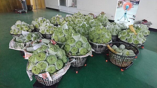 台東鳳梨釋迦因大陸市場銷路不暢，近來價格慘跌2成，農民憂心過年賺不到錢。記者尤聰光／攝影 