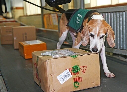防堵非洲豬瘟疫情，透過檢疫犬協助，中華郵政去年12月到前天，已查獲109件來自國外含肉品的包裹，其中有21件來自中國大陸，違規郵包直接退運或銷毀。 記者杜建重／攝影