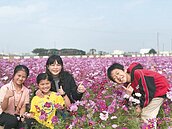 彰縣和美竹圍、埔鹽南新村　美麗花海綻放