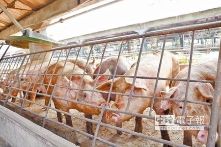 
屏東縣的廚餘若未來禁止養豬，可能面臨到廚餘去化問題，相關當單需盡早因應。（潘建志攝）
 