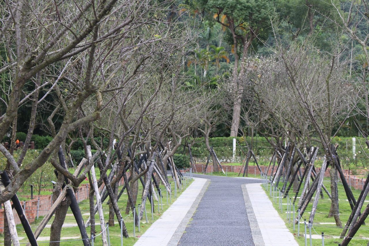 台北市士林官邸公園的百餘梅樹花況已達2至3成，預計本周末為最佳觀賞期。圖／北市公園處提供