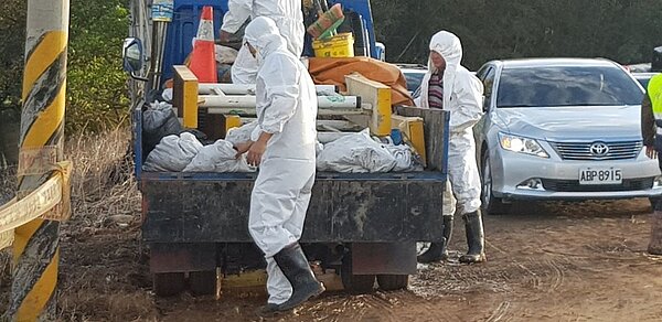 桃園昨發現兩頭棄置的死豬，議員詹江村痛批市府防疫工作慢半拍。 圖／市議員詹江村提供