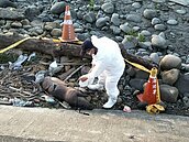 龍井岸堤發現死豬　農業局：初判不是「非洲豬瘟」