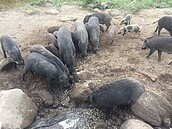 非洲豬瘟兵臨城下　曾文水庫山豬島成防疫漏洞