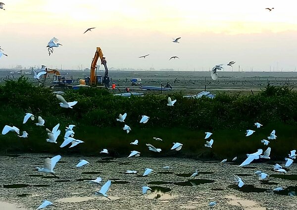 前台大醫院副院長王明鉅,4日在臉書分享一張蘇銀添先生拍攝的照片,質疑太陽光電板施工將會破壞野鳥棲地。翻攝王明鉅臉書