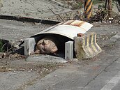 為死豬設「停屍間」！　雲林防疫真有一套
