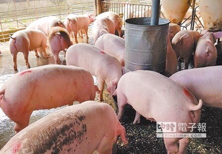 
防範非洲豬瘟入侵，台東縣政府要求加強養豬場安全防疫。（莊哲權攝）
 