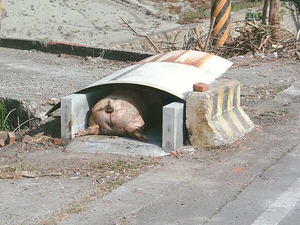 非洲豬瘟 記者蔡維斌／攝影