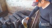 改飼料養豬　農怨成本貴5成