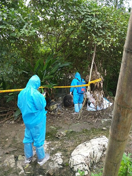 北市大安區昨發現麝香豬屍體。圖/動保處提供