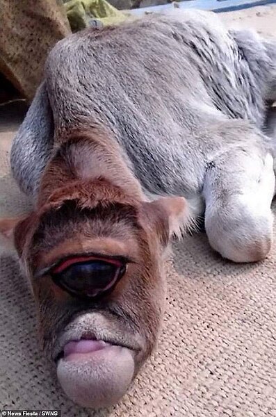 印度東部村落出生一隻「獨眼小牛」，村民認為是神蹟，將小牛當神靈供奉膜拜。 Daily Mail
