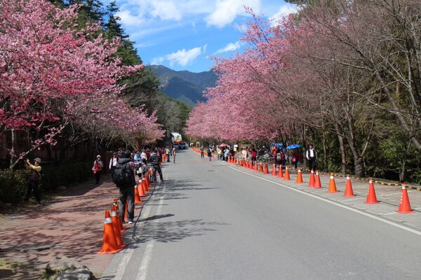 公路總局宣布，今年武陵櫻花季從大年初三開始交管。公路總局提供