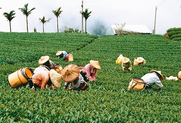 嘉義縣阿里山茶區採茶情景。 圖／縣府提供
