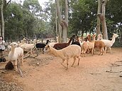 外埔省農牧場地處佳　民代籲中市府設動物園