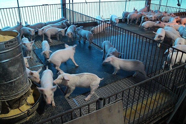 防非洲豬瘟入侵，台南市成立廚餘養豬戶退場補助審議小組。記者謝進盛／翻攝