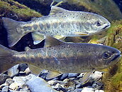 飛越七家灣　國寶魚影片將殺青