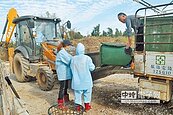 金門拚防疫　全面禁廚餘養豬