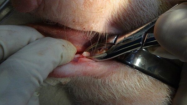 豬隻牙齒再生試驗。 圖/楊啟裕提供