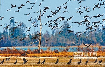 金門今年鸕鶿來訪數量已有1萬3054隻,寫下近20年來最高紀錄。(李金生攝)