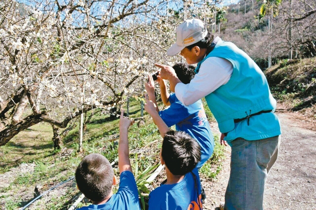 高雄六龜山區梅花綻放,解說員指導小朋友欣賞梅花。 記者徐白櫻/攝影